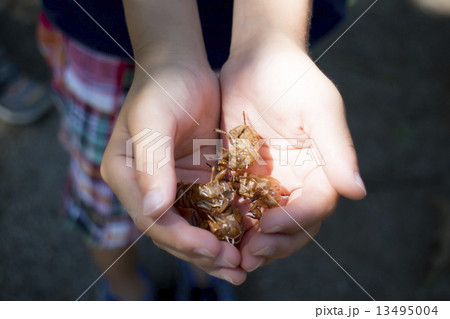 蝉の抜け殻を持つ子供の手 13495004