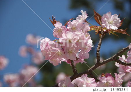八重桜 八重桜 13495234