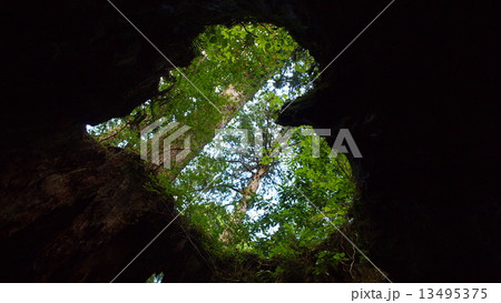 ウィルソン株 ウィルソン株 13495375