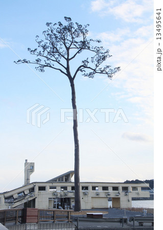 陸前高田市の一本松 13495641
