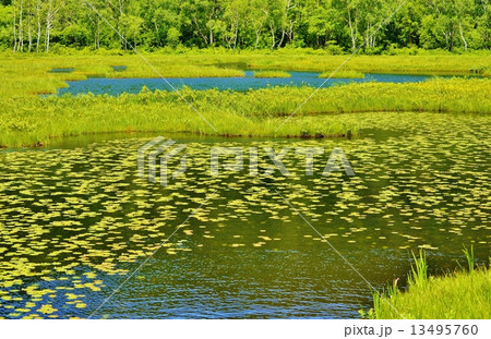 尾瀬ケ原の地塘と未草と湿原植物 13495760