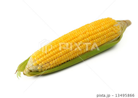 Corn 13495866