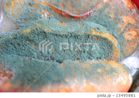 Fungi in fruit 13495881