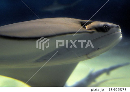 ウシバナトビエイ ウシバナトビエイ 13496373