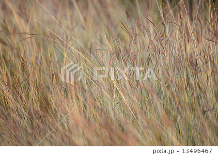 Feather Grass Feather Grass 13496467