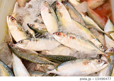 Mackerel 13496477