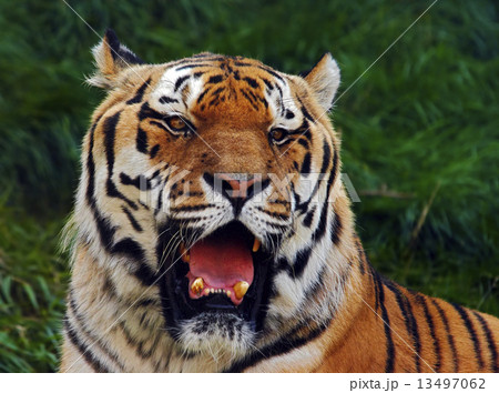 Siberian tiger 13497062