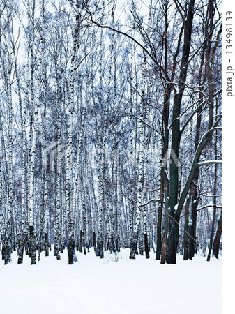 bare oak tree in birch grove bare oak tree in birch grove 13498139