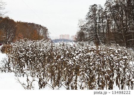 snow covered thistles bushes in city park snow covered thistles bushes in city park 13498222