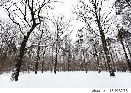 snow covered oaks and pine trees in forest snow covered oaks and pine trees in forest 13498238