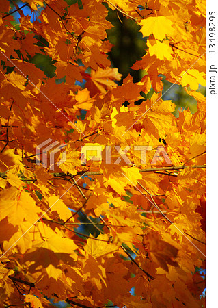 yellow leaves on the Autumn tree yellow leaves on the Autumn tree 13498295