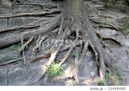 huge roots of the tree growing outside 13498480