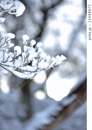 雪化粧の木 雪化粧の木 13498872