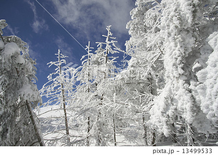樹氷 13499533
