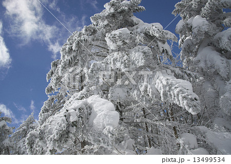 樹氷 13499534