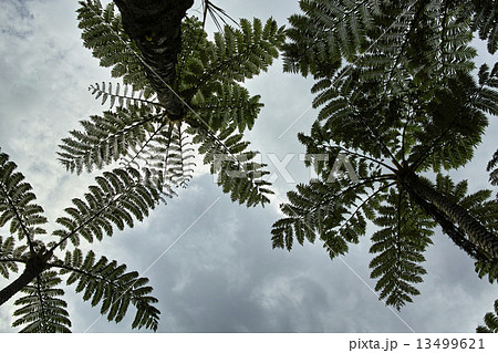 ヒカゲヘゴ ヒカゲヘゴ 13499621