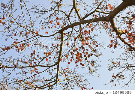 イロハモミジ(伊呂波紅葉) イロハモミジ(伊呂波紅葉) 13499689