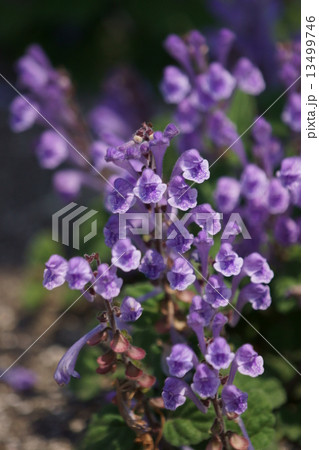 立浪草　タツナミソウと申します。 13499746