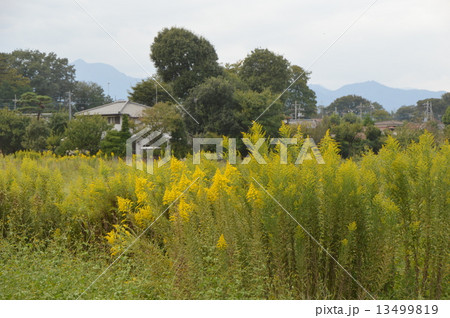東京の里　八王子高月の秋 13499819