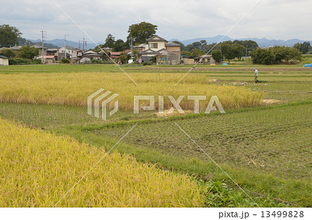 東京の里　八王子高月の秋 13499828