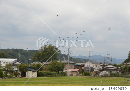 東京の里　八王子高月の秋 13499830