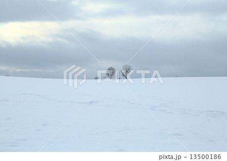 美瑛の風景 美瑛の風景 13500186