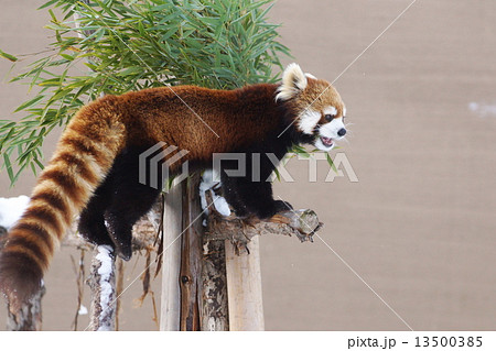 レッサーパンダ レッサーパンダ 13500385