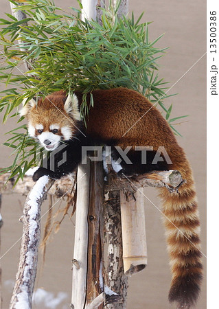 レッサーパンダ 13500386
