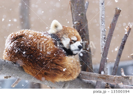 レッサーパンダ 13500394