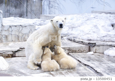 ホッキョクグマ 13500451