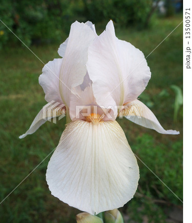 closeuo of white iris flower closeuo of white iris flower 13500571