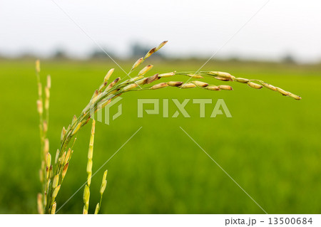 Disease threat to rice crop Disease threat to rice crop 13500684