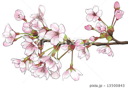 桜 水彩風 手書きのイラスト素材