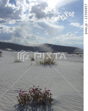 ホワイトサンズ国定記念物 13500957