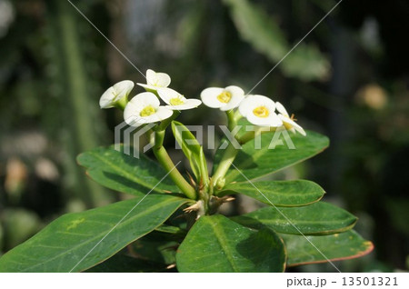 ハナキリン 13501321