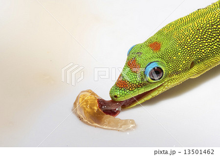 Gold dust day gecko while looking at you 13501462