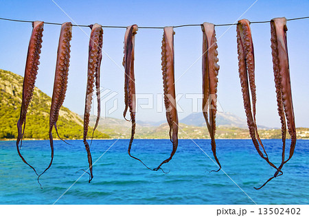 Octopus hanging to dry 13502402