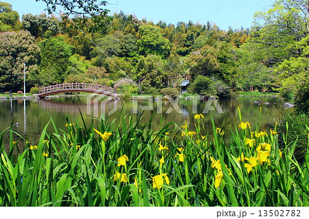 八景水谷公園　水神橋と黄色いカキツバタ 13502782