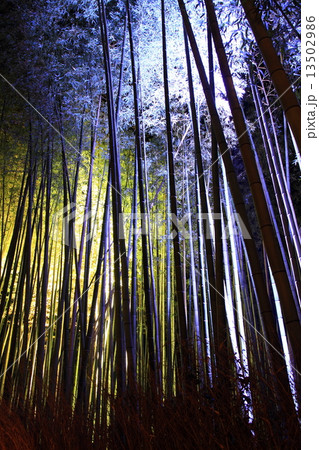 12月 竹林の小径・嵐山花灯路 12月 竹林の小径・嵐山花灯路 13502986
