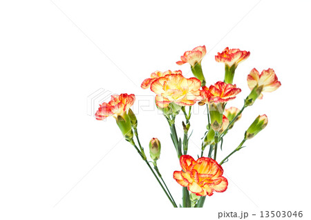 Group of Carnation, Dianthus caruyophyllus Group of Carnation, Dianthus caruyophyllus 13503046