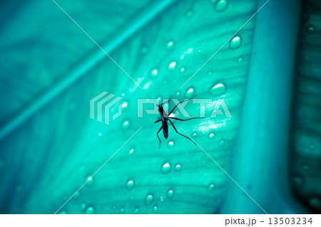 Close up of mosquito sitting on the wet leaf with drops after rain. Macro Close up of mosquito sitting on the wet leaf with drops after rain. Macro 13503234