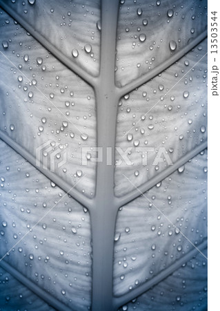 Water drops on the silver cold grass. Macro shoot Water drops on the silver cold grass. Macro shoot 13503544