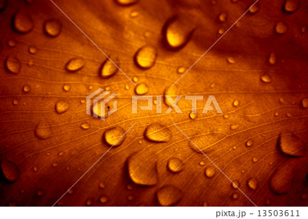 Closeup of golden and blurry leaf with water droplets. Macro Closeup of golden and blurry leaf with water droplets. Macro 13503611