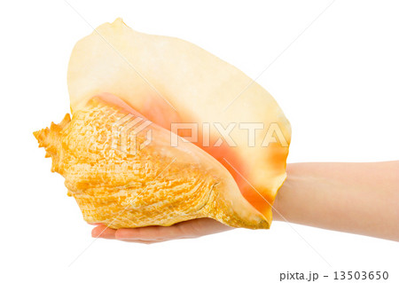 Hand and sea shell 13503650