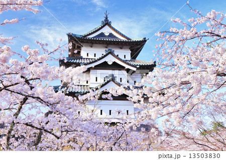 弘前城の桜 弘前城の桜 13503830