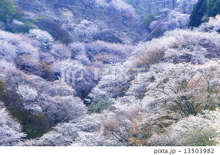 吉野山の桜 13503982