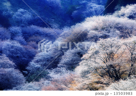吉野山の桜 13503983