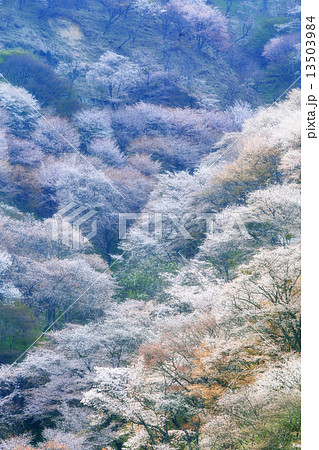 吉野山の桜 13503984