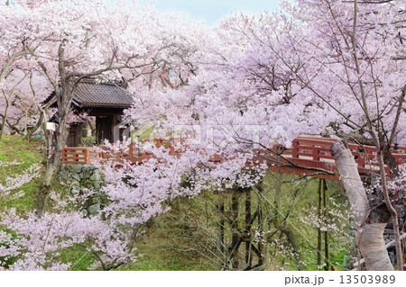 高遠城址公園の桜 13503989