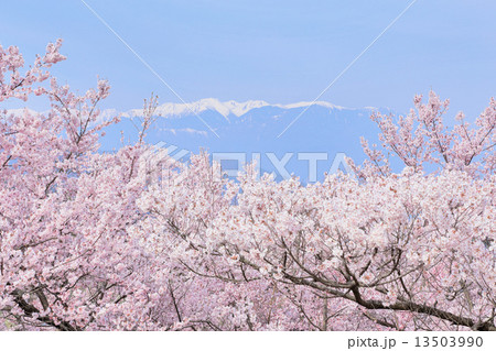 高遠城址公園の桜 13503990